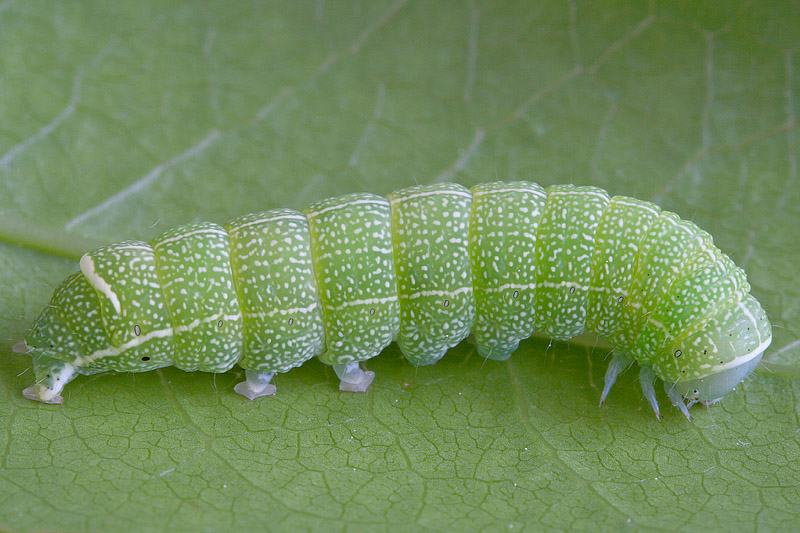 Probabile larva di Orthosia cerasi su corbezzolo